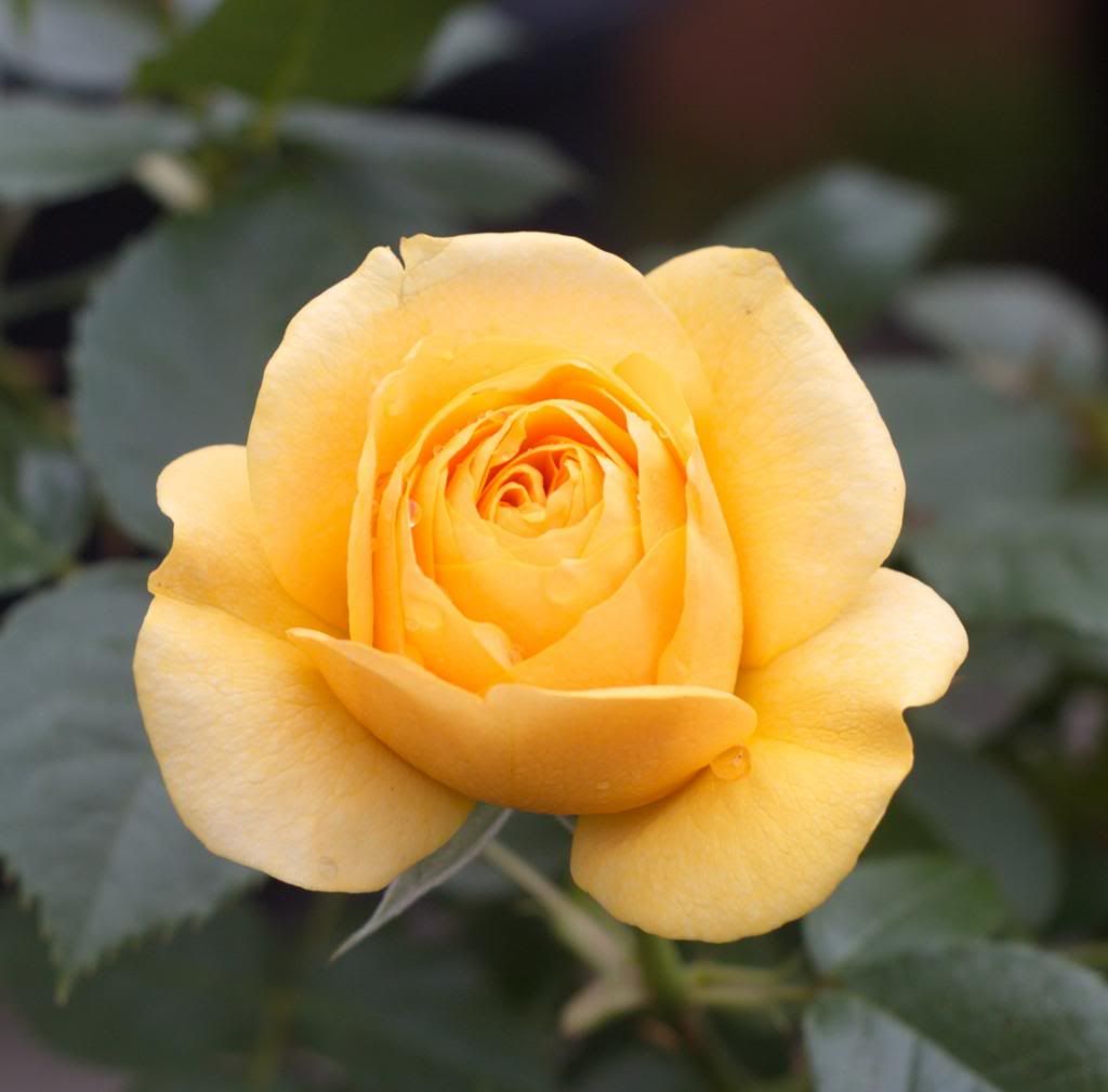 Julia Child photo JuliaChild_zps045e14d3.jpg